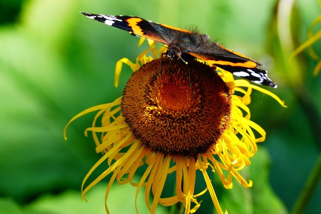 Colorful butterfly on the sunflower