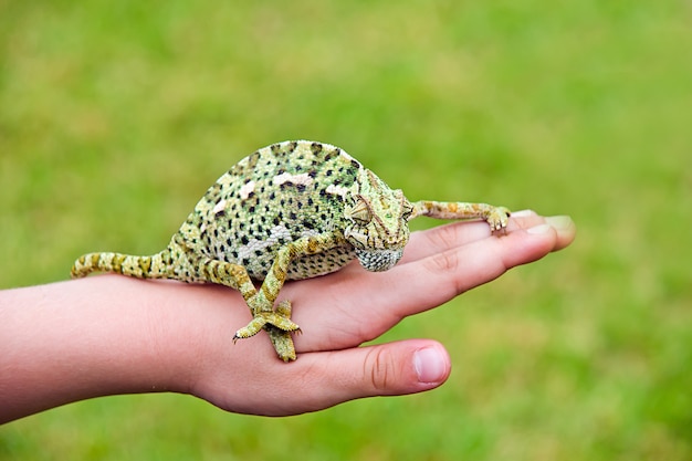 Бесплатное фото Красочный хамелеон с точками и узорами, стоящий на руке человека