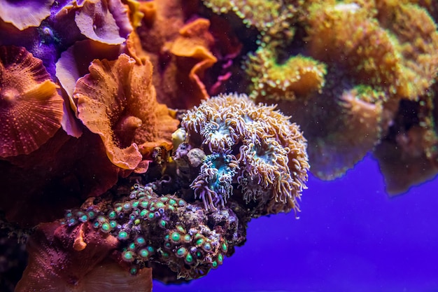 colorful coral reef with sea anemones underwater life 165383 156.jpg?size=626&ext=jpg&ga=GA1.2.1202749483 - 6 Pilihan Wisata di Semporna Malaysia untuk Staycation Anda