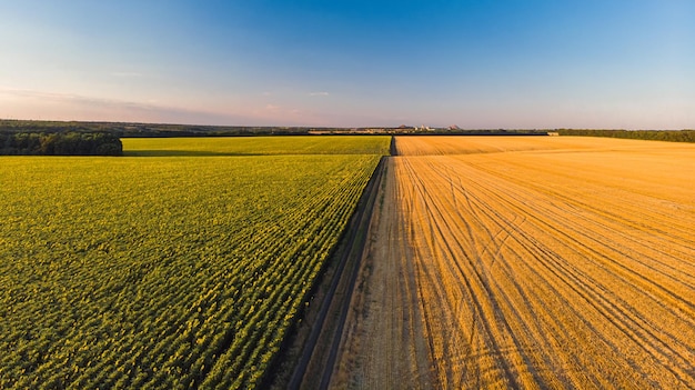 Красочные фермерские поля сверху, подсолнечник, пшеница, рожь и кукуруза