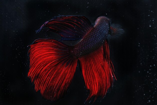 Красочные рыбы в океане с черным фоном