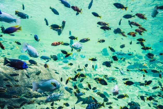 Разноцветные рыбы в подводном