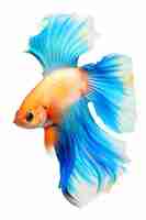 Free photo colorful fish with white background