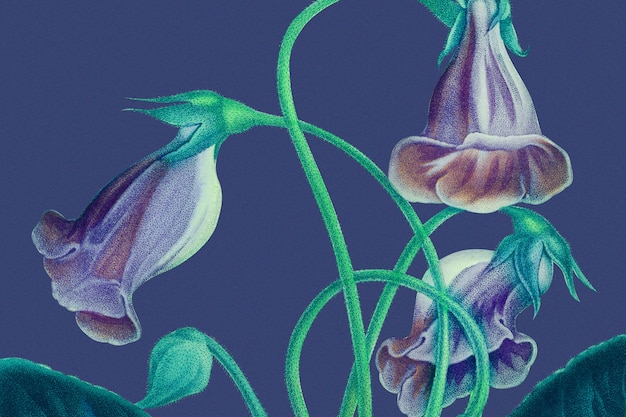 グロキシニアの花の品種 無料のベクター
