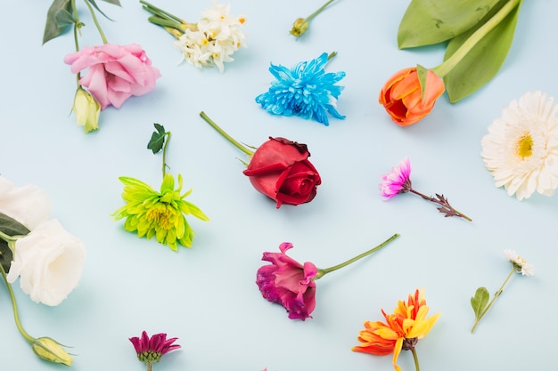 Free photo colorful flowers on blue background