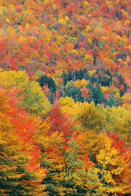 ニューハンプシャー州ホワイトマウンテンのカラフルな葉の抽象的な背景。