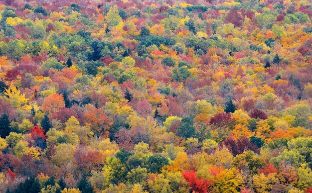 Красочный абстрактный фон листвы в Уайт-Маунтин, Нью-Гэмпшир.
