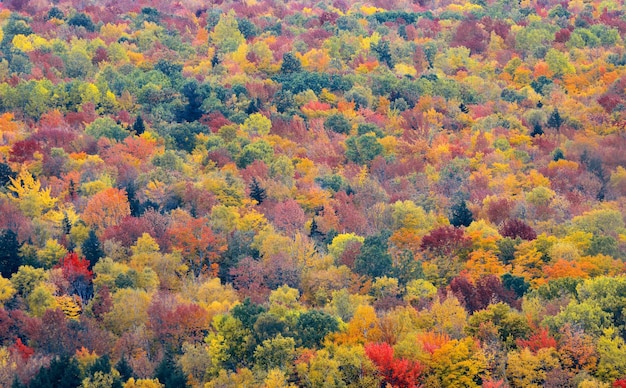 Красочный абстрактный фон листвы в Уайт-Маунтин, Нью-Гэмпшир.