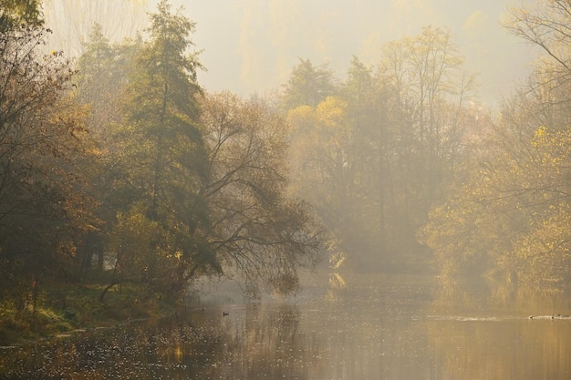 Colorful foliage in the autumn park Concept for colorful seasonal nature background in autumn time