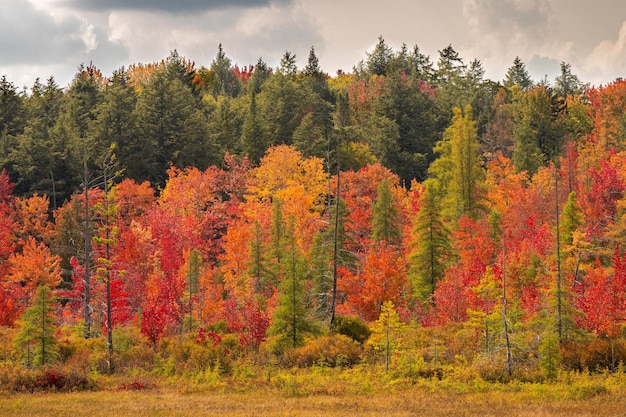 가을 동안 다채로운 숲 나무