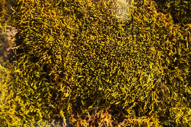 Красочный фон текстуры травы