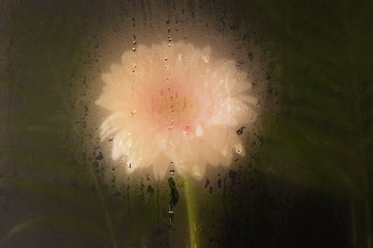 Free Photo colorful humidity glass