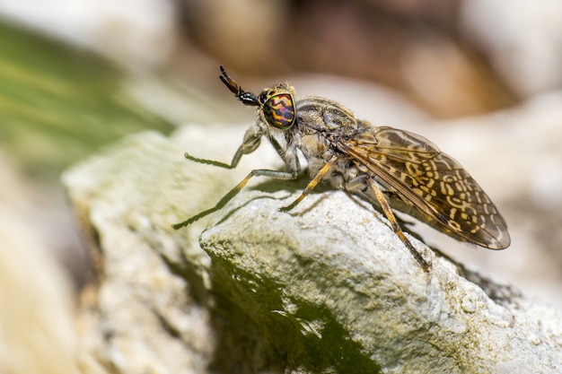 Colorful insect sitting on rock