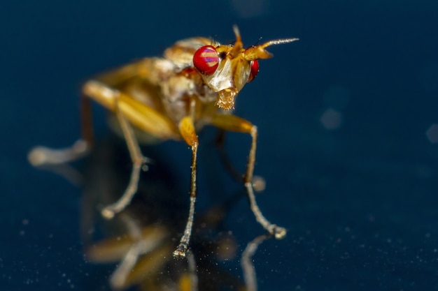 Colorful insect with red eyes close up