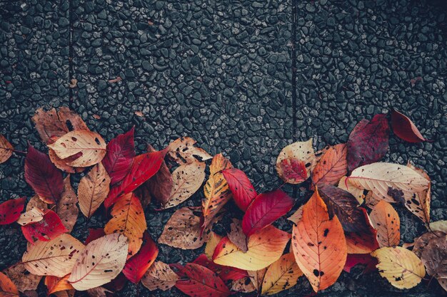 カラフルな日本の紅葉は、テキスト用のコピースペースで地面に落ちます。自然の背景のためのウェットmoise色鮮やかな植物の葉。