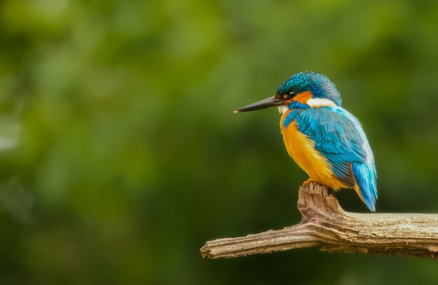 Colorful kingfisher bird sitting on a tree branch