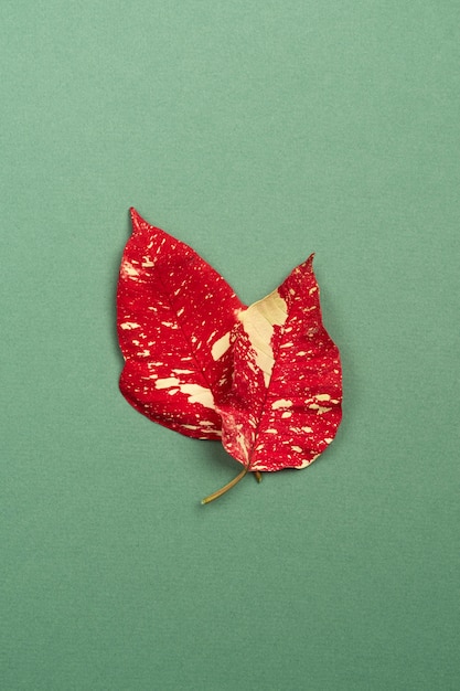 Красочные листья на простом фоне