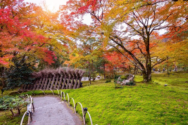 Разноцветные листья осенью. Красивый парк в Японии.