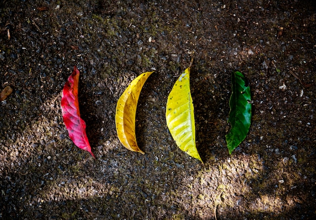 Colorful leaves on the ground in nature aerial view