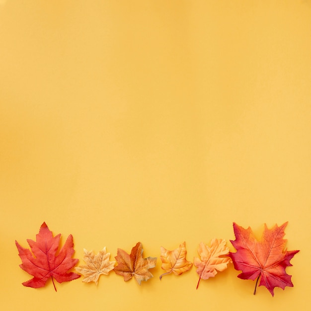 Free photo colorful leaves on yellow background