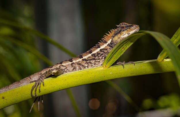 Colorful lizard sitting on green branch