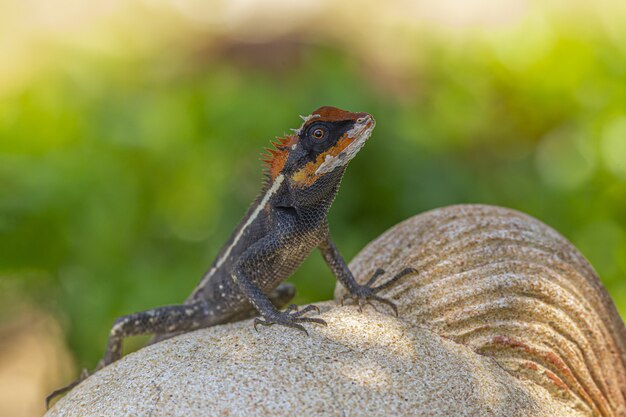 Colorful lizard on top of sculpture