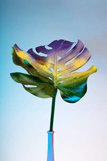 花瓶のカラフルなモンステラの葉