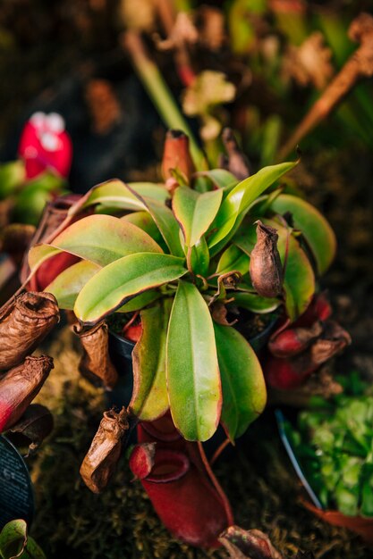 자연 모호한 배경으로 냄비에 매달려 다채로운 nepenthes 또는 원숭이 컵
