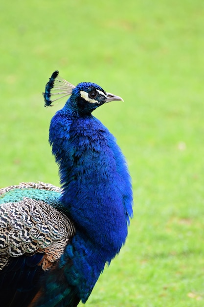 "Colorful peacock outside"