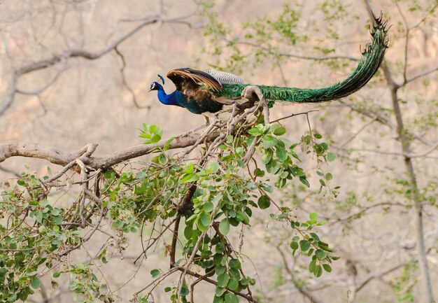 Colorful peacock perched on a tree branch with green leaves
