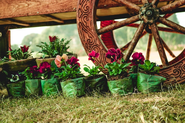 Colorful potted plants