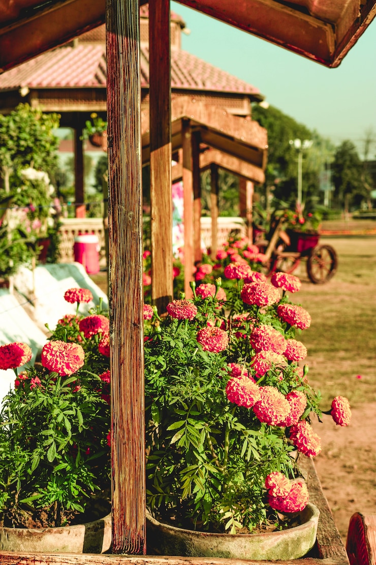 Free Photo colorful potted plants
