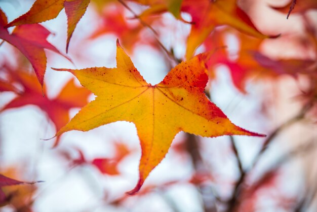 colorful red autumn leaves in tree. Oh momiji - Acer amoenum. Japanese Maple - Acer palmatum ssp Amoenum