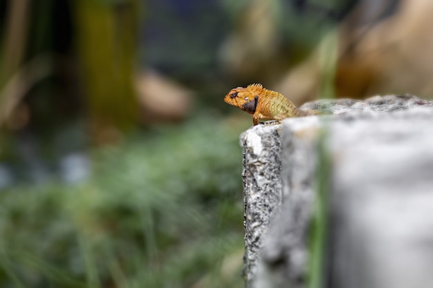 Colorful reptile sitting on rock