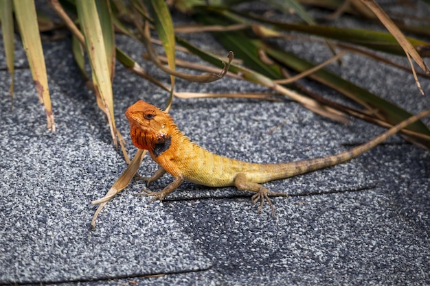 Free photo colorful reptile with long tail