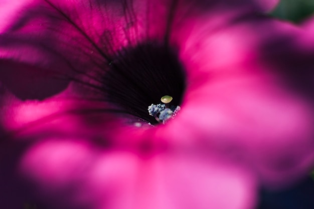 Foto gratuita stame colorato di fiore rosa brillante