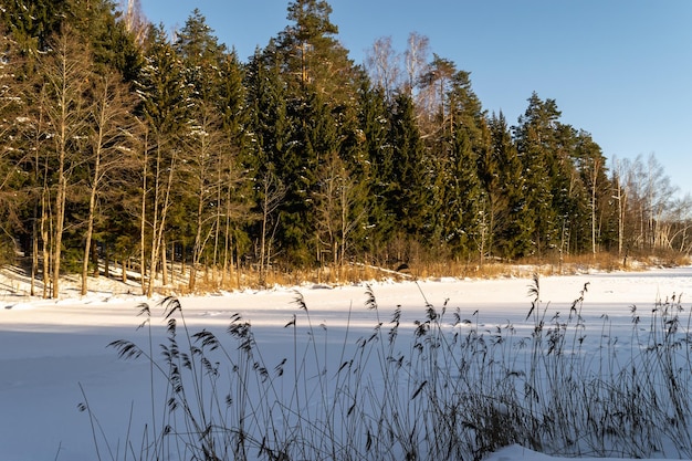カラフルな晴れた凍るような冬の日。森が凍り、雪に覆われた湖。美しい風景。