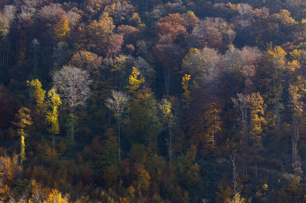 Colorful trees in autumn in the mountain Medvednica in Zagreb, Croatian
