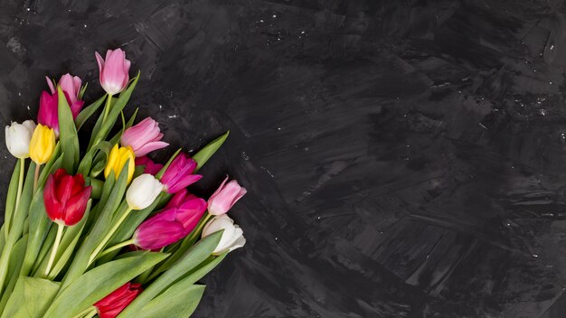 Colorful tulip flowers arranged on corner of black background