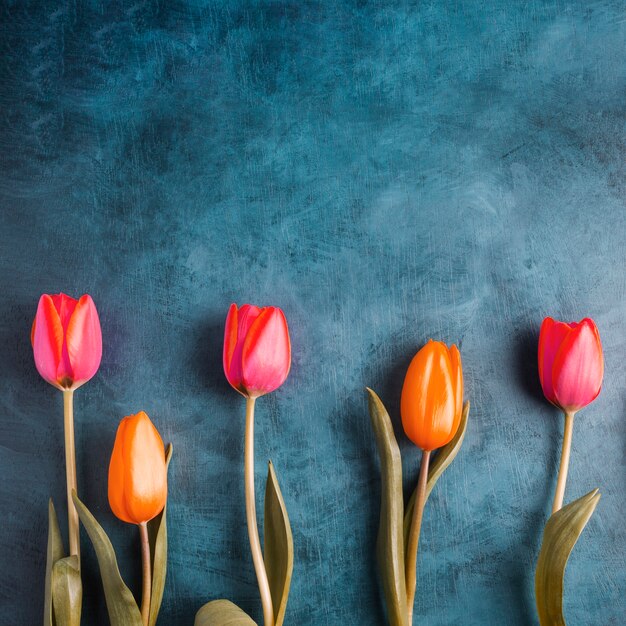 Colorful tulip flowers on blue table