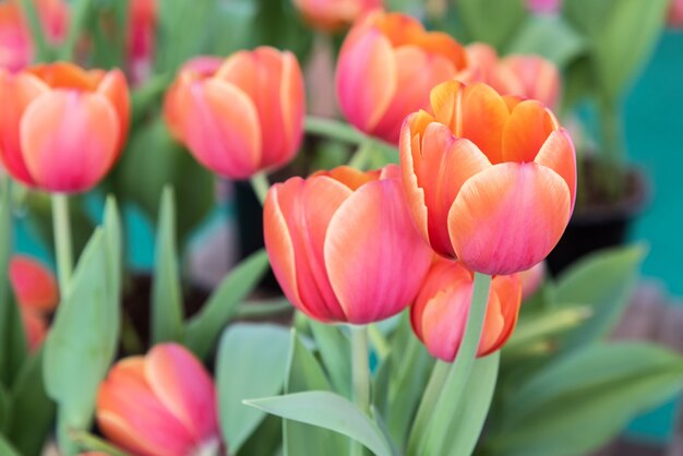 colorful tulip in garden field