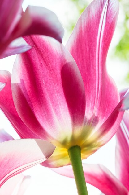 colorful tulips close up against blue sky in Keukenhof flower garden, Lisse, Netherlands, Holland