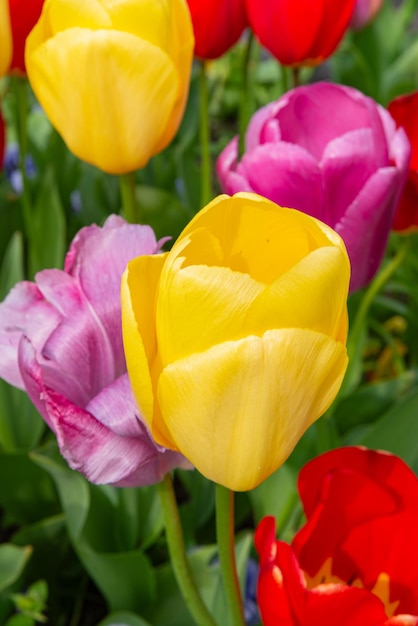 Colorful tulips flowers from the netherlands holland