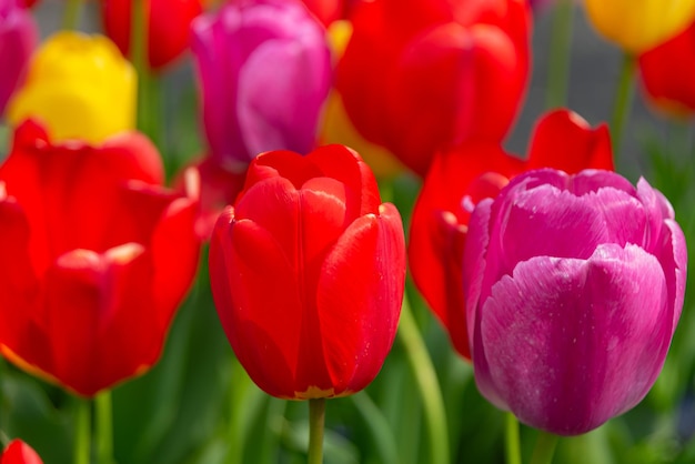 Free photo colorful tulips flowers from the netherlands holland