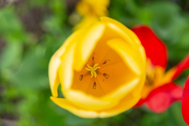 無料写真 オランダ オランダのカラフルなチューリップの花