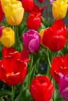 Бесплатное фото Цветные тюльпаны из нидерландов голландии