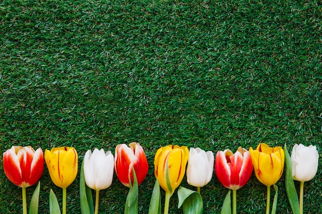 Foto gratuita tulipani colorati su erba verde