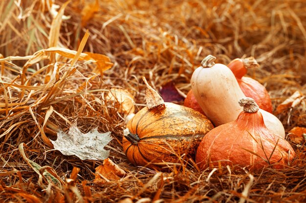 Colorful vegetables of autumn