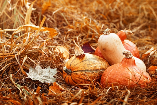 Colorful vegetables of autumn