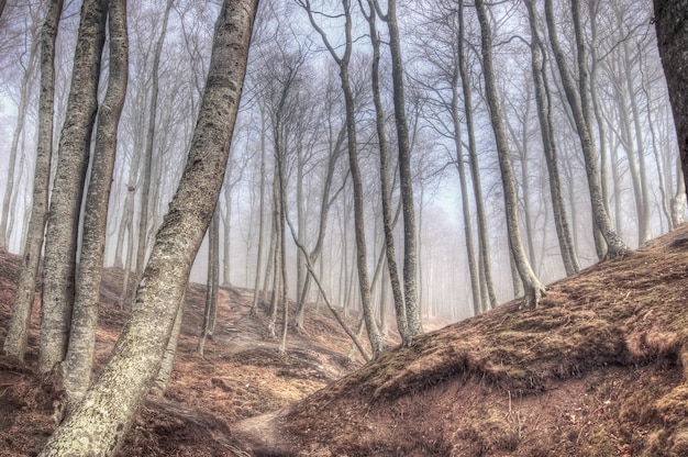 Foto gratuita giardino di colore fantasia naturale pace